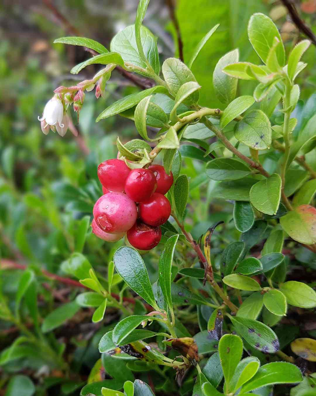 Vednozeleni gornik (uva ursi) z zelenimi listi in rdečimi jagodami v naravi